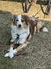 Woman seeks public's help in search for dog that was in House of Mystery accident