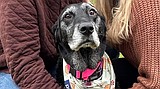 Ayla Day, celebrating a furry friend of the community