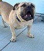Ready to transfer to a forever home