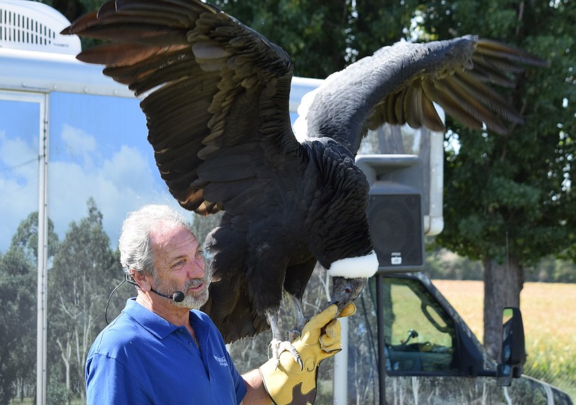 The Birdman introduces Queen Victoria, an older condor known for performing tricks in exchange for treats at the Othello Fair.