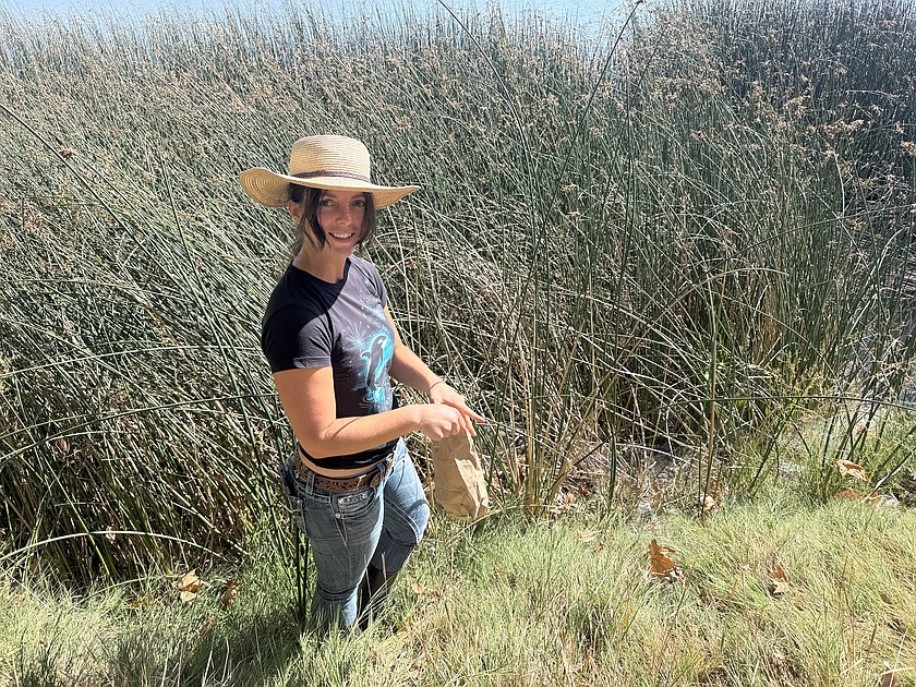 Kaley Wisher, education and outreach program manager for the Columbia Basin Conservation District, picks bulrush seeds for a reseeding program. Bulrush, also known as Tule, is important for many things, including habitat for trout, which helps protect them predators, filters pollutants, and preventing shoreline erosion by acting as a buffer against waves.