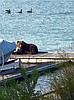 Montana grizzlies still making news
