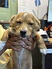 A gem of a dog