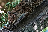Tiny wild cat newly identified as a species draws curious visitors in Bolivia