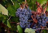 California farmers are struggling to sell grapes as demand for wine drops