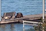 Grizzly bears cause havoc in Polson