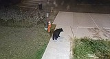 Black bear caught trashing Bigfork library branch waste container