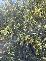 Bring home a native plant and help our community bloom