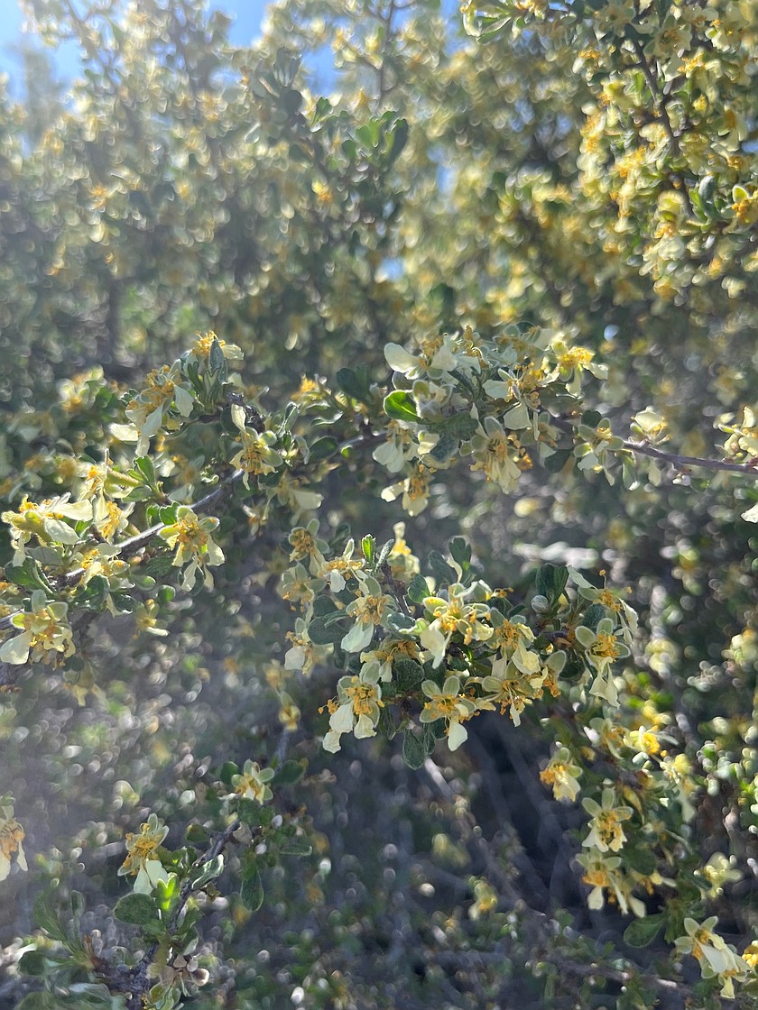 Antelope bitterbrush grows up to seven feet tall and doesn't need supplemental watering.