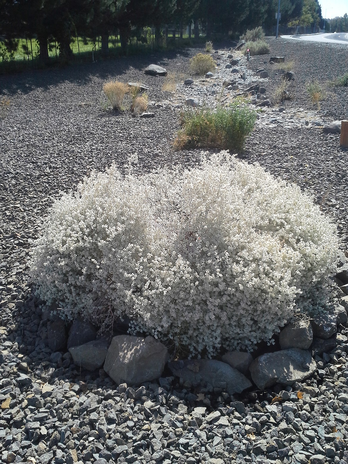 Snow buckwheat is a tough plant that's great for beginning gardeners.