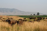 Dance of the bison: Navigating life as a Northwest Montana rancher