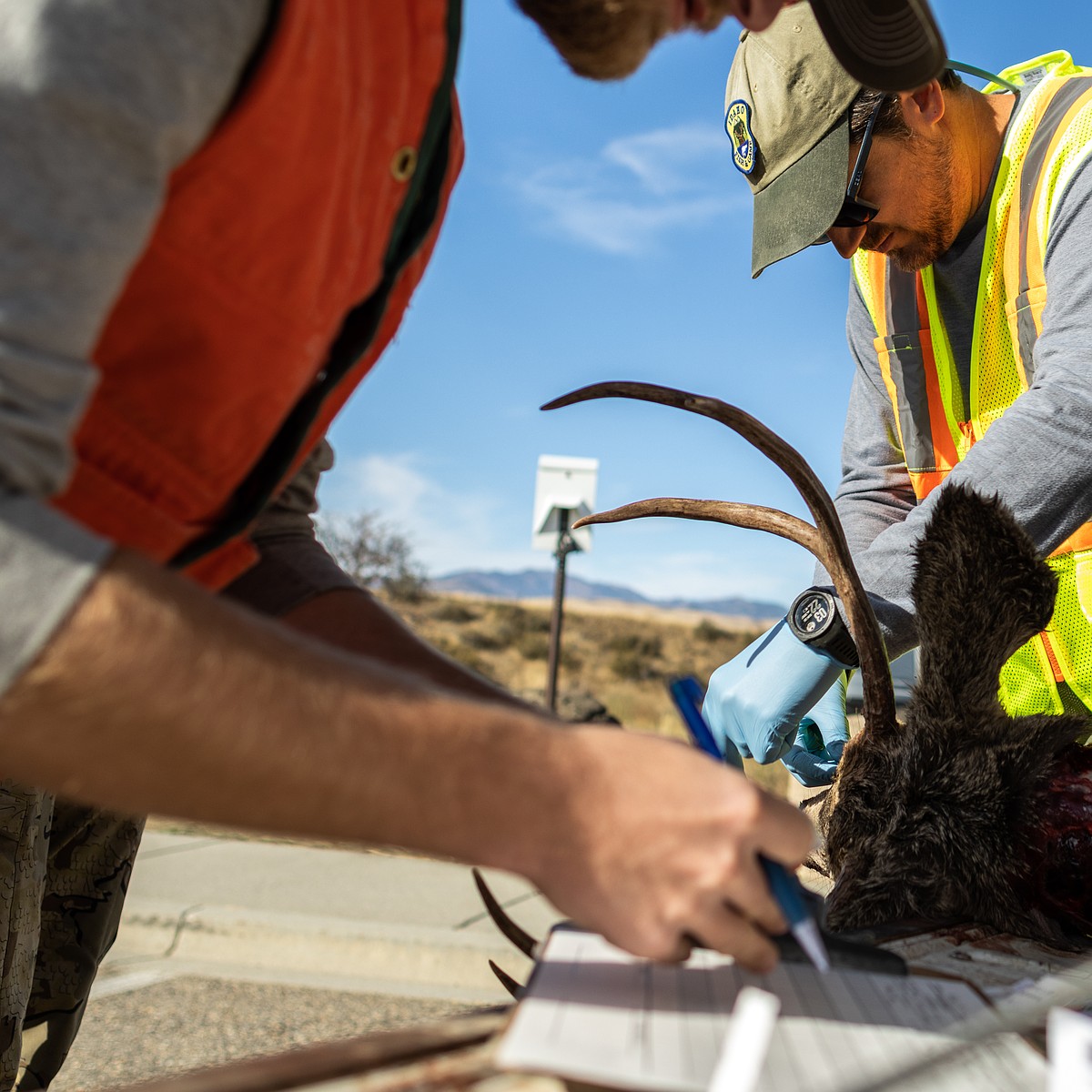 What hunters need to know about CWD requirements | Coeur d'Alene Press