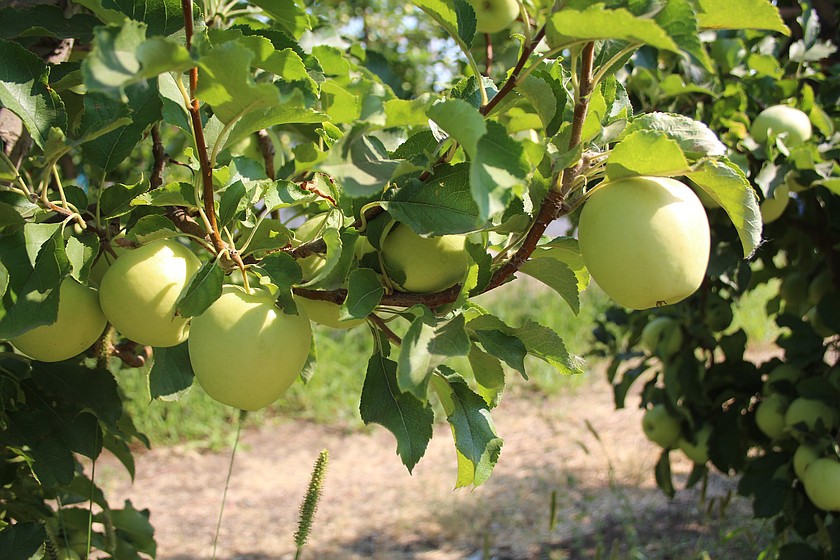 Pricing has been trending up as the 2025 apple crop gives way to the 2026 harvest.
