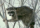 Individual sustains injuries from encounter with raccoon