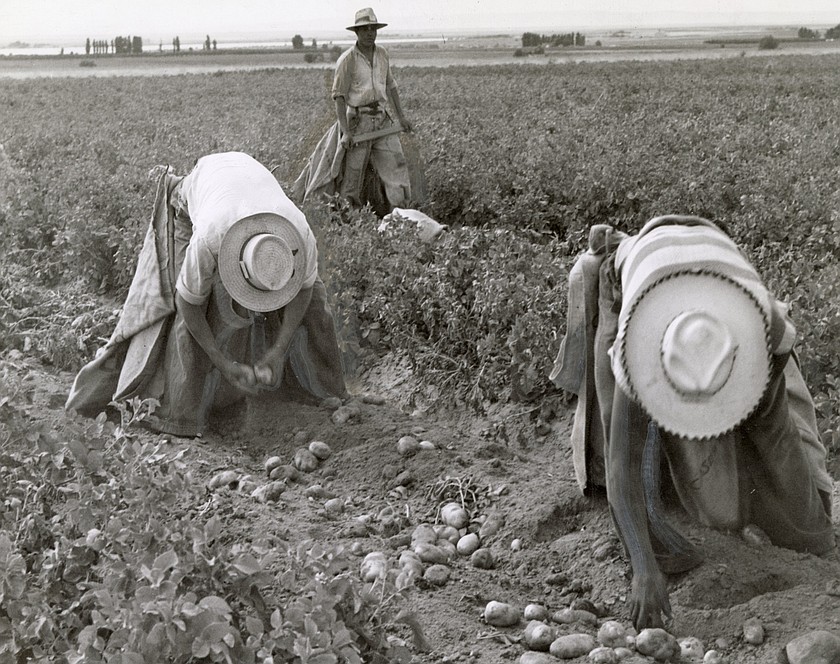Braceros dig potatoes near Moses Lake in 1945. The Bracero Program brought thousands of workers from Mexico to fill the labor shortage caused by World War II.