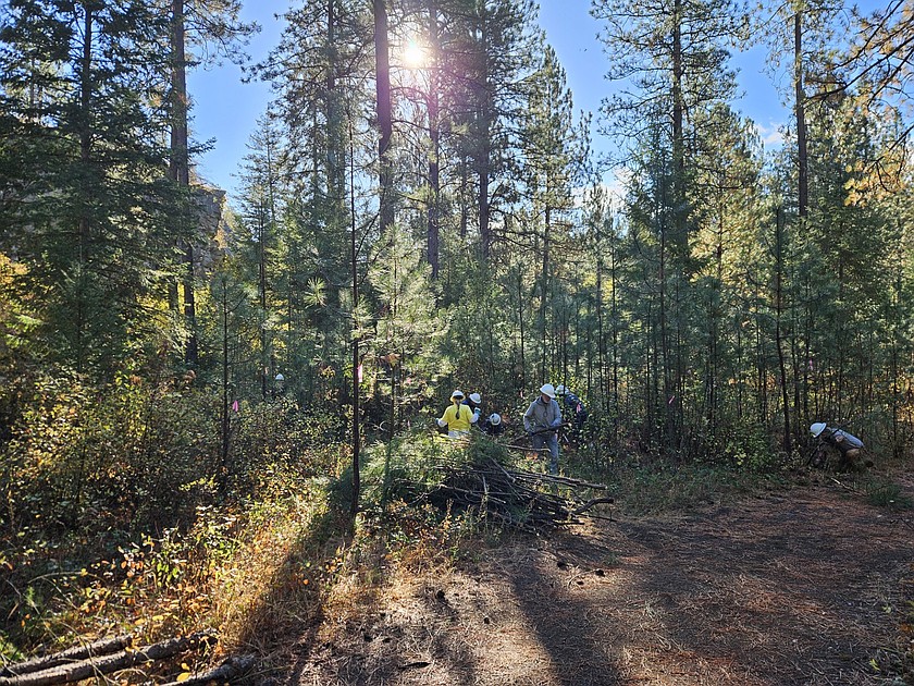 Volunteers from a previous Friends of Post Falls Community Forest trail workday clear small trees and shrubs from a nearby trail.