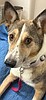 Missing dog activates communities in valley wide search effort