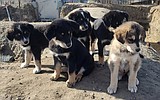 Rescue asks Mattawa for animal control cooperation