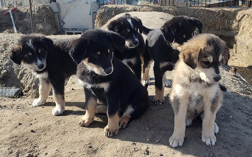 Puppies taken by ARFS of Grant County. Bonnie Helvey, ARFS co-founder, told Mattawa City Council members that the animal rescue organization has assumed responsibility for numerous puppies and dogs from Mattawa in 2026.