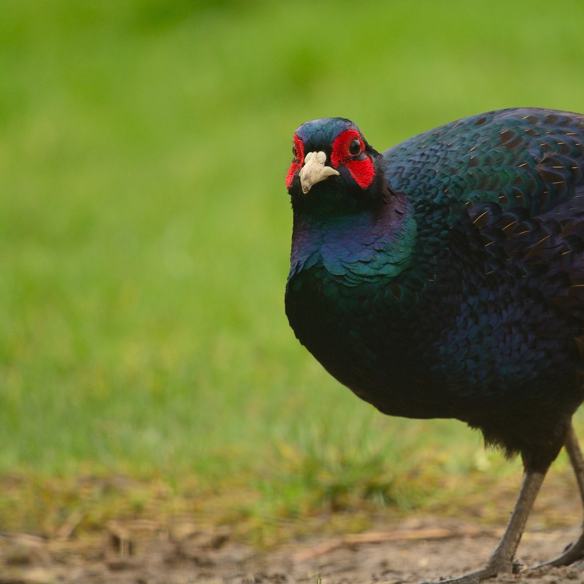 Hunters will see something new in the air this fall at Sterling WMA in southeast Idaho