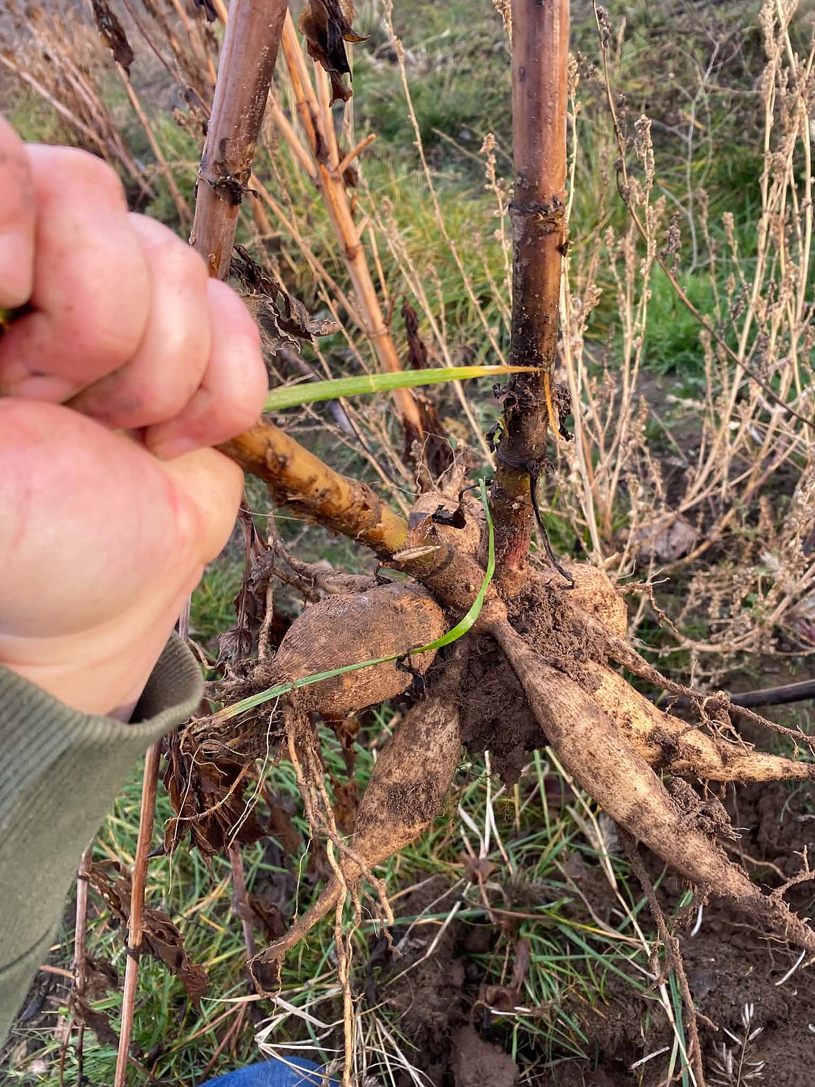 When pulling up plants to clean out the garden, make sure to get the whole plant, roots and all.