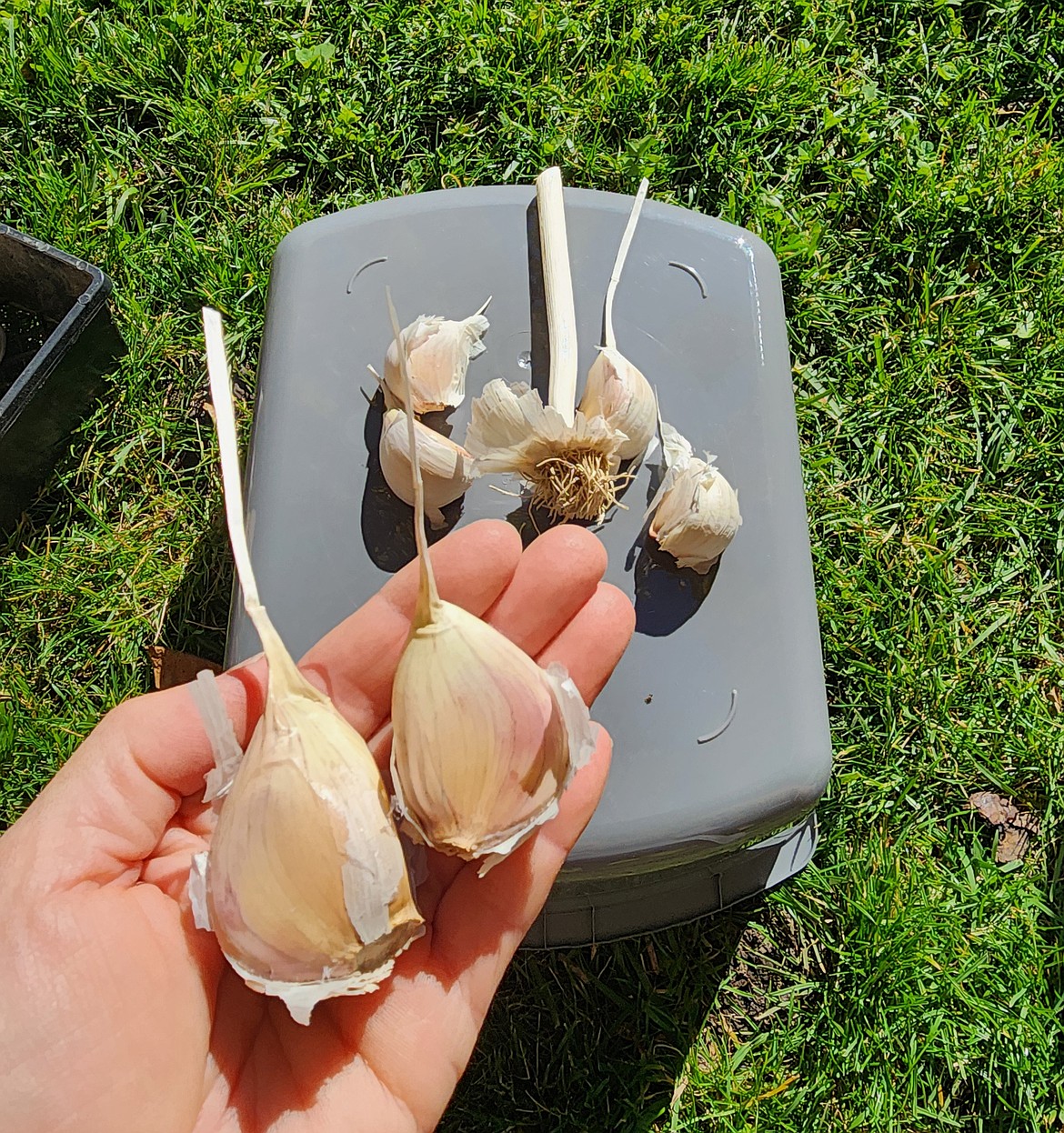 The hardneck cultivar, Music, produces large bulbs with only four or five cloves. It grows exceptionally well in our climate.