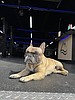 French bulldog becomes Lakeside CrossFit’s beloved ambassador