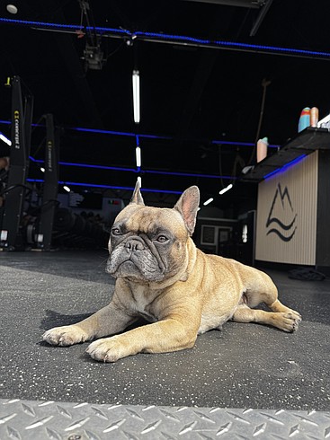 French bulldog becomes Lakeside CrossFit’s beloved ambassador