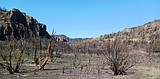 How has the Big Grass Fire affected mule deer and elk?
