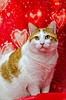 Kitty Caper: Store mascot missing from Duncan's Pet Shop