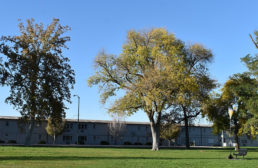 Trees show off their leaves in the fall sunlight in a Moses Lake park.