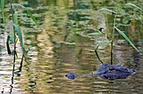 Fisherman, 71, killed by 12-foot alligator alongside Florida lake