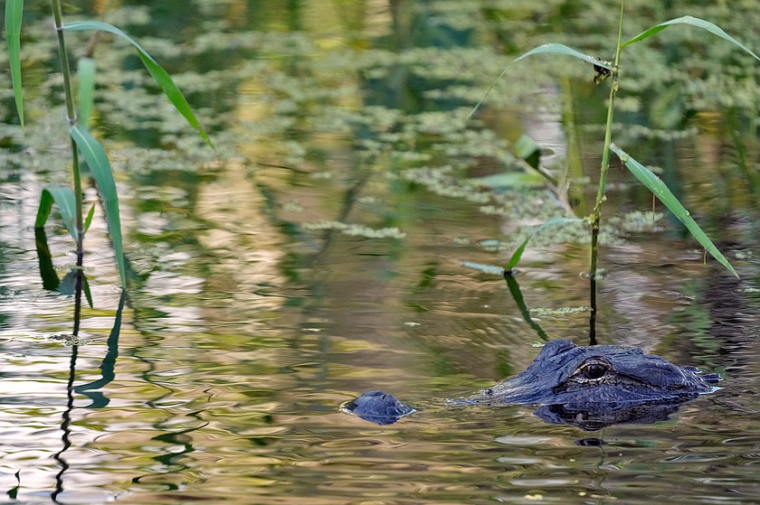 An alligator peers from the water's surface at the Circle B Bar Reserve, Tuesday, Oct. 21, 2025, in Polk County, Fla. (AP Photo/Chris O'Meara, File)