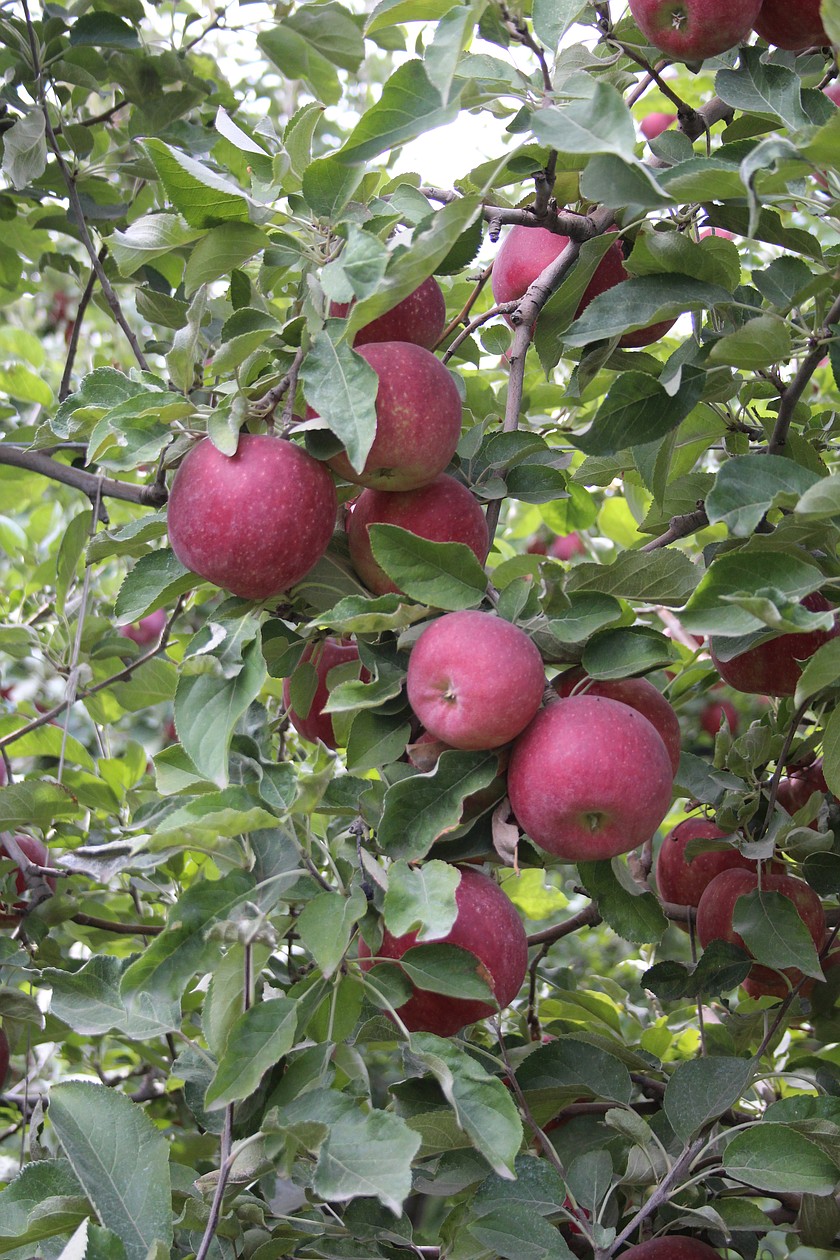 Apples fill a tree branch in an orchard near Ephrata. Harvest is entering the homestretch for apples as well as other crops.