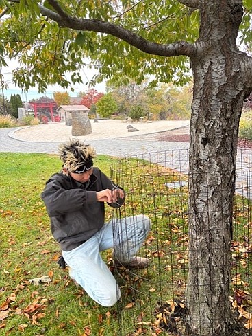 Shusuke Waki installs wire cage on a tree in the Japanese Peace Garden.