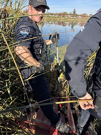 Moses Lake Police Department Officer Brad Zook retrieves items thrown in Moses Lake by a burglary suspect.