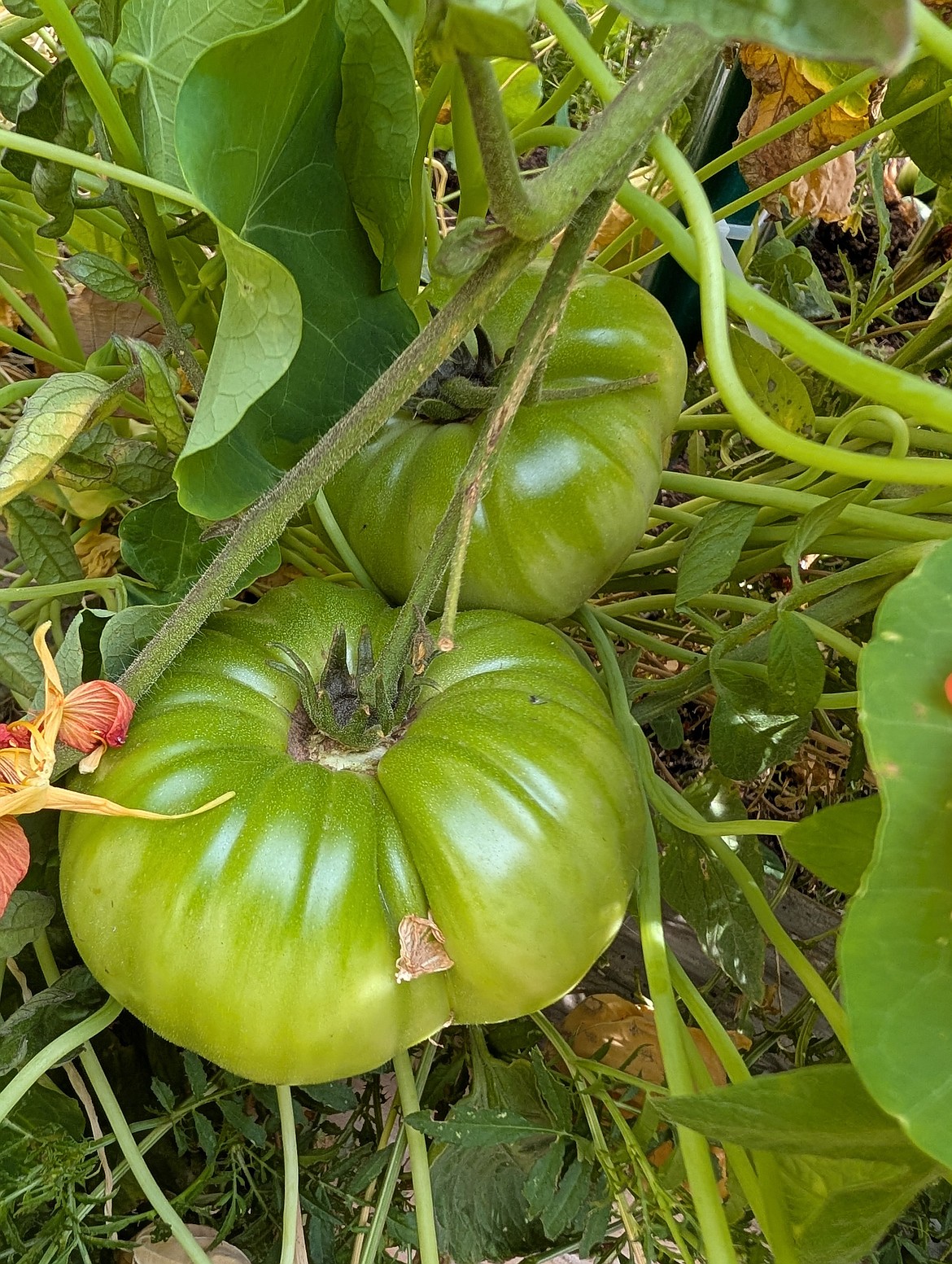 Deep inside the tomato vines, many treasures hid, like these huge green tomatoes.