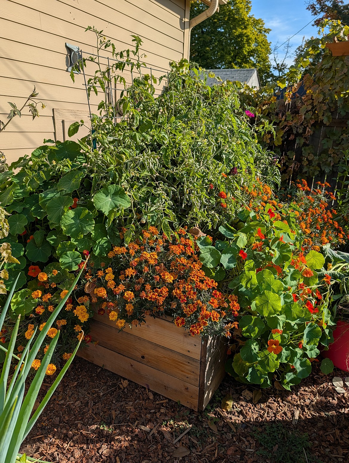 My garden was neglected for five weeks, yet it still flourished, as evidenced by the huge mound of nasturtiums, abundant marigolds, and a tangle of tomato vines.
