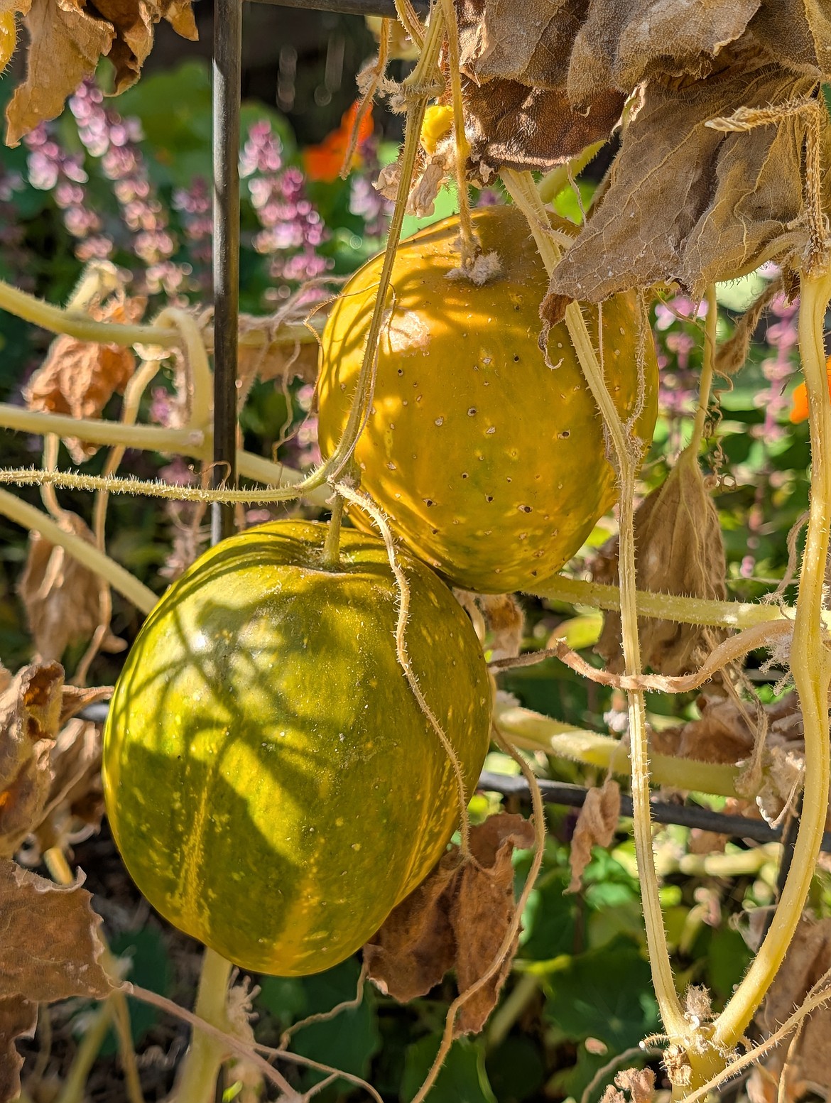 Some things, like these overripe cucumbers, missed the harvest window entirely. Luckily, they are perfect for seed harvesting.