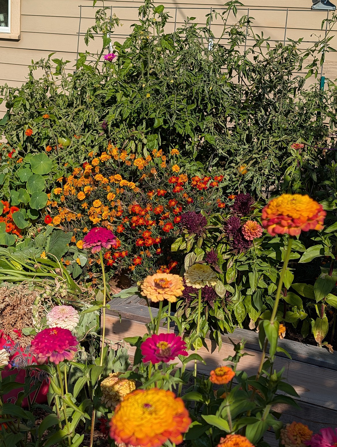 Amid the jungle of plants, bright zinnia blooms brought a smile to my face.