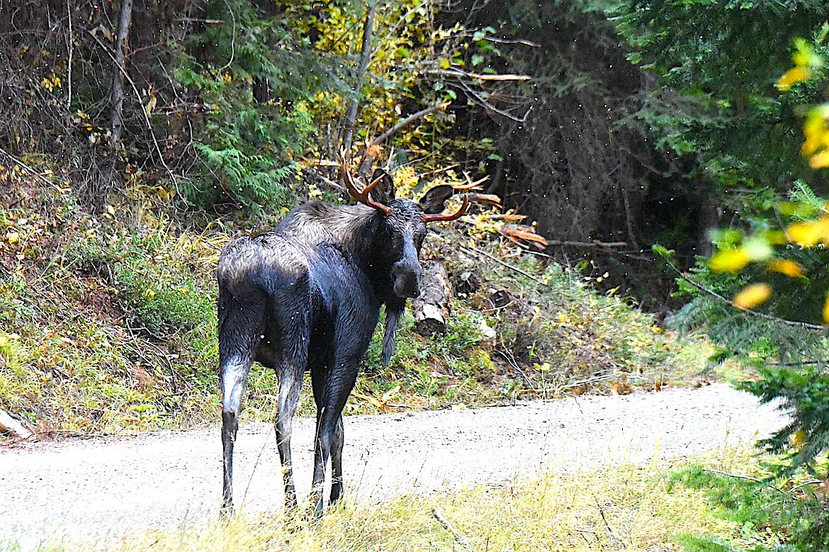 Lincoln County bull moose | Western News