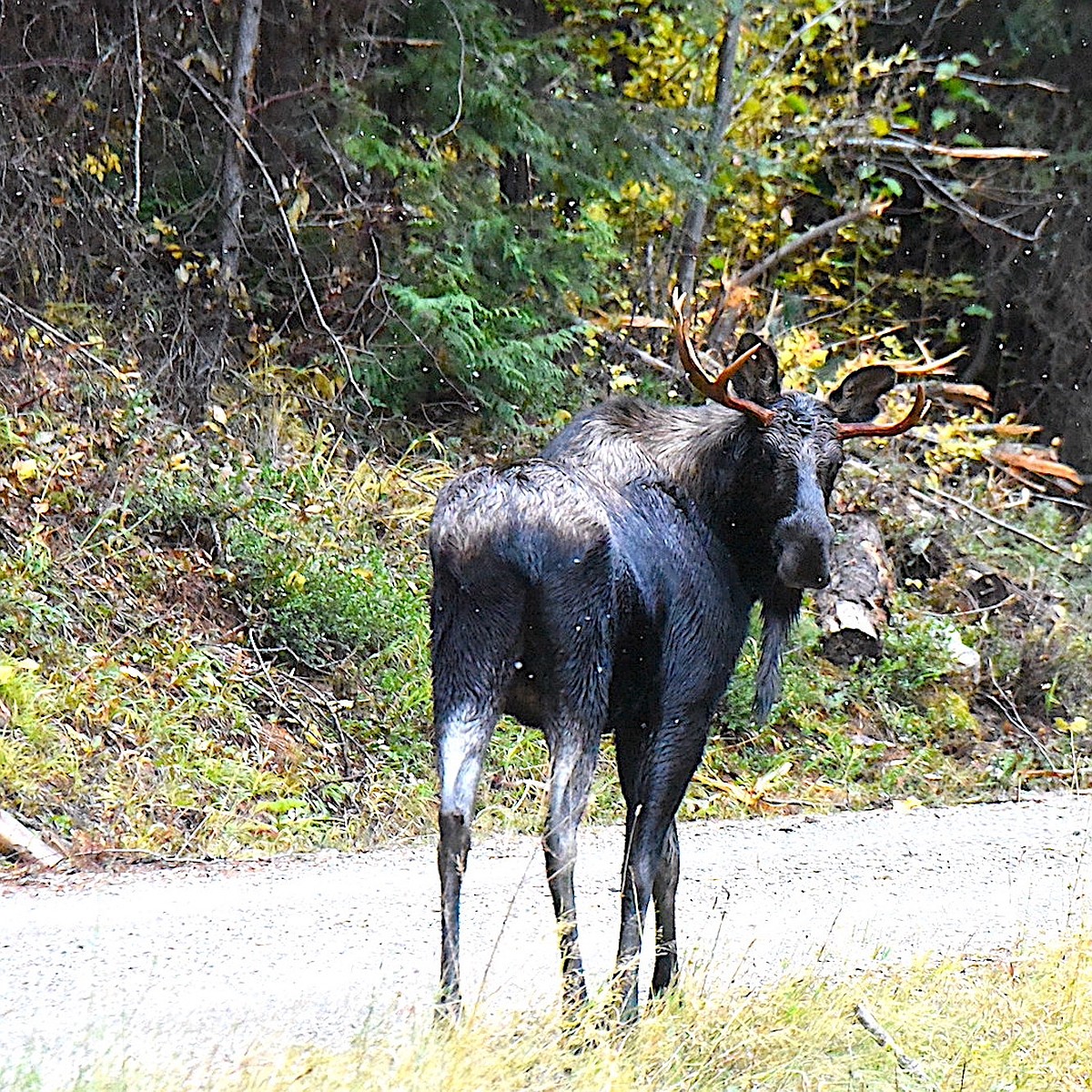 Lincoln County bull moose | Western News