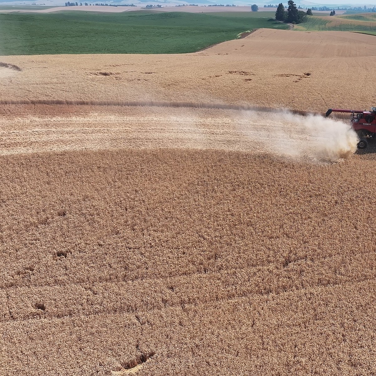Bigger wheat crop in 2026, but challenges with quality