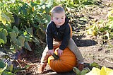 Lunceford Family Farms welcomes visitors for annual You Pick Pumpkin Festival