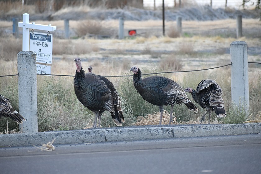 They must have known Thanksgiving was coming up, because these turkeys hit the road Saturday in Ephrata.