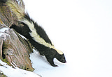 Getting to know Montana’s striped skunk