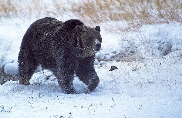 Yellowstone Reports First Grizzly Bear Sighting Of 2021 | Daily Inter Lake