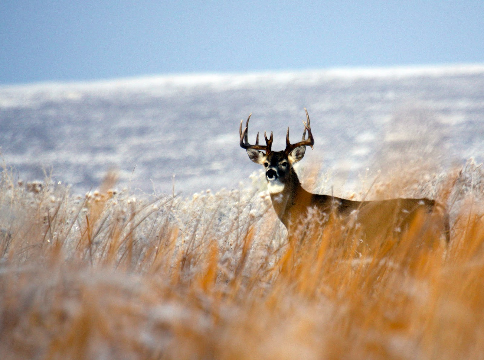 mule deer buck in snow and grass medium shot December 2012