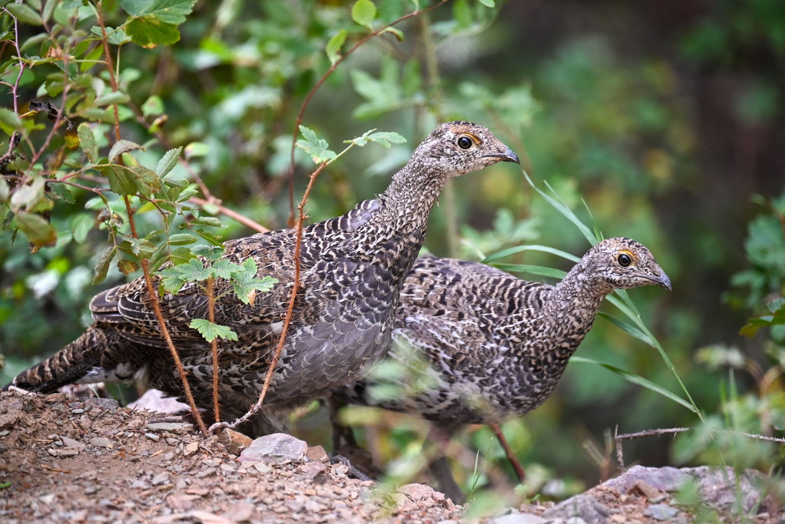 ruffed_grouse_cjl-idfg-sept2023_3984_99.jpg