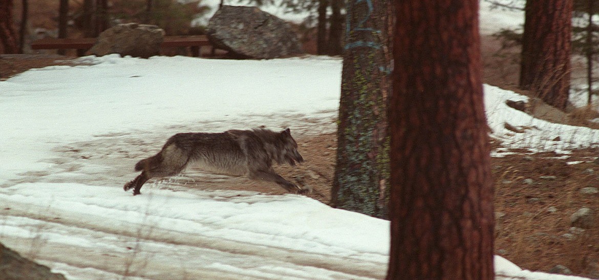 In this Jan. 14, 1995, file photo, a wolf leaps across a road into the wilds of Central Idaho. The Idaho Fish and Game Commission approved broad expansions to Idaho’s wolf hunting and trapping regulations Feb. 20, bringing year-round hunting to more of the state than a bill in the Idaho Legislature had previously proposed.